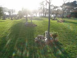 En fleurs coupées pour décorer une table ou sur le rosier pour magnifier un coin d'extérieur du jardin, elles vous séduiront par leur tendresse et leur romantisme. Le Jardin De Memoire