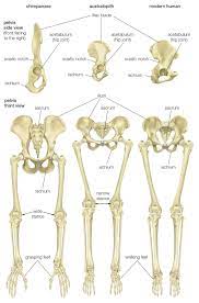 The two halves of the pubic bone are joined in the middle by an area of cartilage called the pubic symphysis. Pelvis Definition Anatomy Diagram Facts Britannica