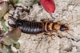 Image result for Alafia microstylis