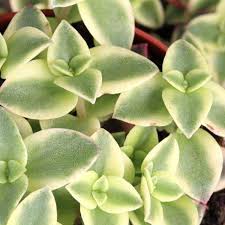 Image result for Crassula