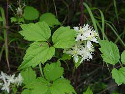 Check spelling or type a new query. Clematis Virginiana Virginia Virgin S Bower Go Botany