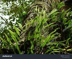 Image result for Lepisorus