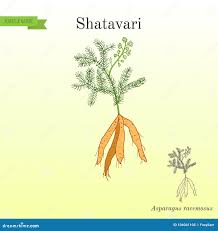 Image result for Asparagus racemosus