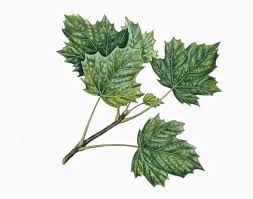 Image result for Aceraceae