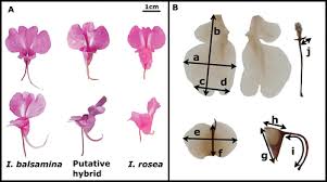 Image result for Impatiens purpureoviolacea