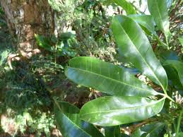 Image result for Vepris