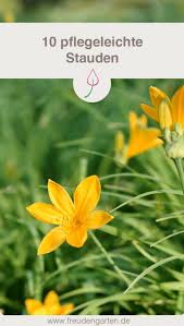10 Pflegeleichte Gartenpflanzen Die Keine Muhe Machen Stauden Garten Pflanzen Pflanzen