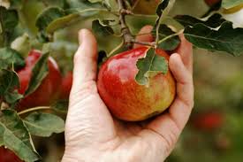 Look at trunk diameter when choosing trees. Apples Rhs Gardening