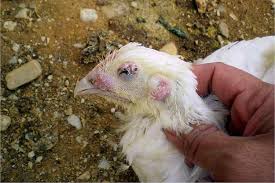 Aspergillosis, commonly known as brooder's pneumonia, is caused mainly by aspergillus fumigatus, most pathogenic fungi affecting poultry (arne et al., 2011). Diseases Of Laying Hens At Home And Their Symptoms And Treatment