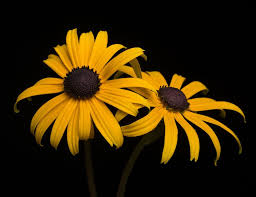 Sonnenhut Goldsturm Rudbeckia Fulgida Sullivantii Goldsturm Gunstig Online Kaufen Sonnenhut Pflanzen Bestellen Pflanzen