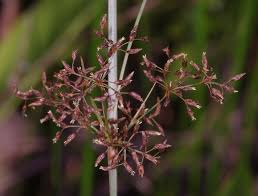 Image result for Fimbristylis complanata