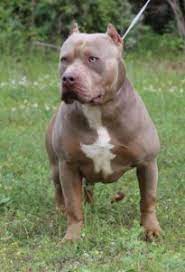 Tri color xl pitbull puppies for sale. Xl Xxl Pitbull Puppies For Sale Xl Pit Bulls Tri Color Pitbulls For Sale