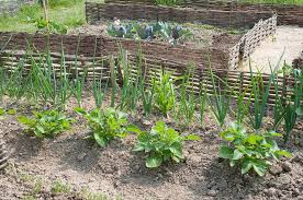 Trois Methodes Pour Butter Les Pommes De Terre Mantis Le Jardinage Facile