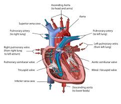 The Heart Of The Matter National Geographic Society