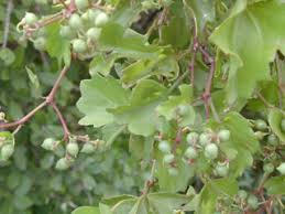 Image result for Cissus faucicola