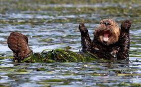 Book a free trial today! Boreal Spanish A Twitter Comedywildlifephotographyawards Because I M A Happy Sea Otter In California Us Photograph Penny Palmer Barcroft Images Funnyphotoaward Funnynature Bird Happychristmas2017 Christmascountdown Naturechristmas