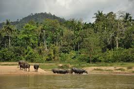 Quick & easy purchase process! A Walk Trough Taman Negara National Park Stepping Out Of Babylon