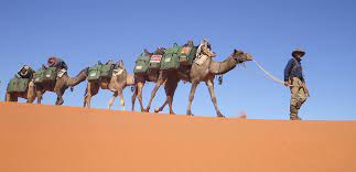 Dancing camel no, pls issue sea way bill vendor declare con rd damco distribution services inc. Camel Saddles Which Style Is Right For You Camel Connection