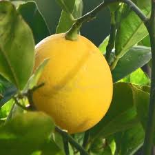 For such a little tree, this thing sure pumps out a lotta lemons every. Lemon Essential Oil 15ml In 2021 Meyer Lemon Tree Lemon Tree Citrus Trees