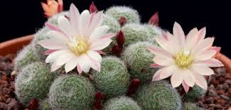Typically, cacti plants bloom at least once a year, although wetter years may lead to more flowering periods. Rebutia Sunrise World Of Succulents