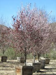 We did not find results for: Prunus Cerasifera Krauter Vesuvius T Y Nursery