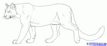 Step 12 How To Draw Cougars Mountain Lion Mountain Lion Animal Drawings Lion Sketch