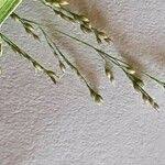 Image result for Sporobolus agrostoides