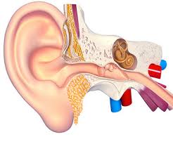 Image result for Canalith Repositioning Procedure