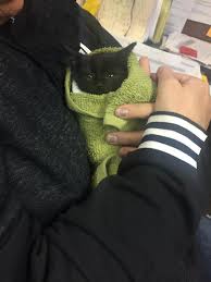 One hypothesis is that the purr is a powerful healing action. Warm And Fuzzy Cat Posts That Give You All The Wholesome Feels