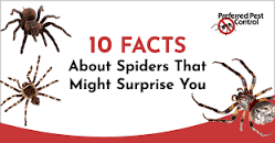 Image result for fun facts about spiders