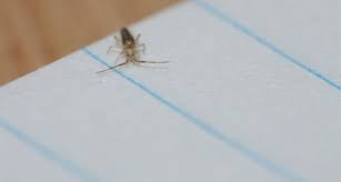 Fruit flies if fruit flies are invading your kitchen, try this trick of how to kill bugs: How To Get Rid Of Springtail Bugs Diy Or Contractor Earlyexperts