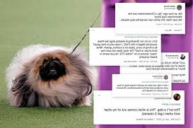 Meet this year's westminster kennel club best in show winner: Qfckj0pda9ksxm