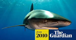 Is shark halal sunni : Egypt Closes Beaches Over Shark Attacks Egypt The Guardian