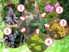 Katzen mit harfensträuchern aus dem garten vertreiben. Die 9 Besten Bilder Zu Katzen Frei Katzen Garten Gartentipps