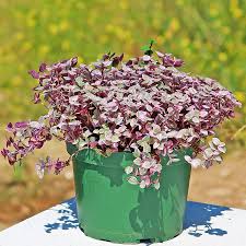Image result for Tradescantia