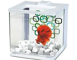 Giving your betta the proper lighting, filtration and more can help your betta fish thrive. Betta Fish Accessories Tank Home Facebook