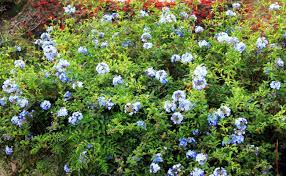 These lovely flowers and plants, including butterfly bush, will attract butterflies to your garden. Shrub With Blue Flowers Stock Photo Picture And Royalty Free Image Image 105310177