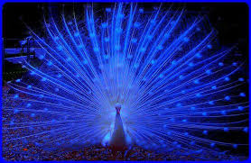Peacock Guzel Kuslar Mavi Kus