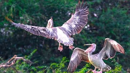 Discovering the avian wonders at Uppalapadu Bird Sanctuary in ...