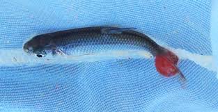 Leeches should be hooked through the sucker in the tail. Invasive Parasite Ravaging Endangered Fish In San Marcos Comal Rivers Researchers Say News Austin American Statesman Austin Tx