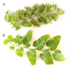Image result for Lygodium microphyllum