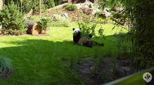 Panda Garden Zoo Architecture Dan Pearlman Zoo Architecture Panda Habitat Zoo