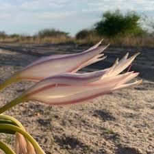 Image result for Crinum crassicaule