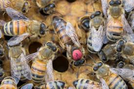 Un stup flow hive complet echipat (fara albina) costa 600 de dolari. Ce Trebuie Sa Stii Despre Matca Regina Albinelor