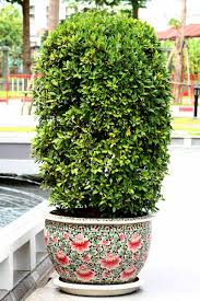 This deer resistant plant grows to an average height of 3 feet with a width of 2 feet. How To Grow Shrubs In Containers Gardener S Path