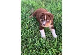 Red merle australian shepherd puppies for sale. M8klq8x0cytudm