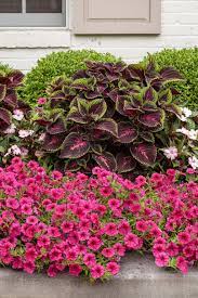 Colorblaze Torchlight Coleus Solenostemon Scutellarioides Proven Winners Petunia Flower Front Flower Beds Garden Flower Beds