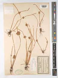 Image result for Schoenoplectiella roylei