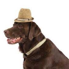 Tommy Bahama Comes To Petsmart Put Your Paws Up And Relax In Style Hats For Sale Style Tommy