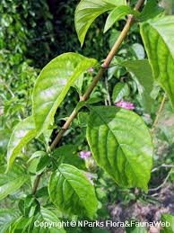 Image result for Ruspolia seticalyx